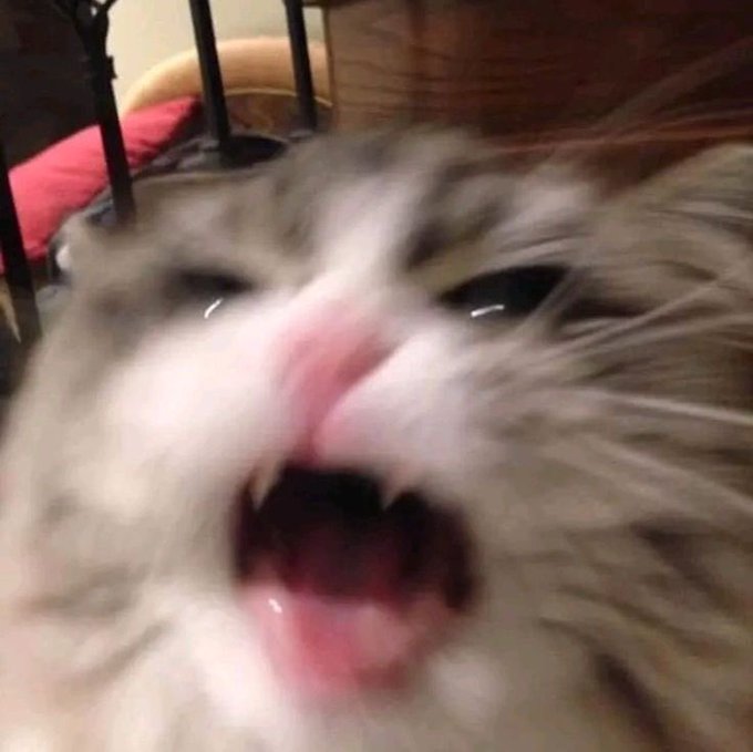 Aaaaaaaaaaaaaaaaaaaaaaa https://t.co/lsNEVSDaFU