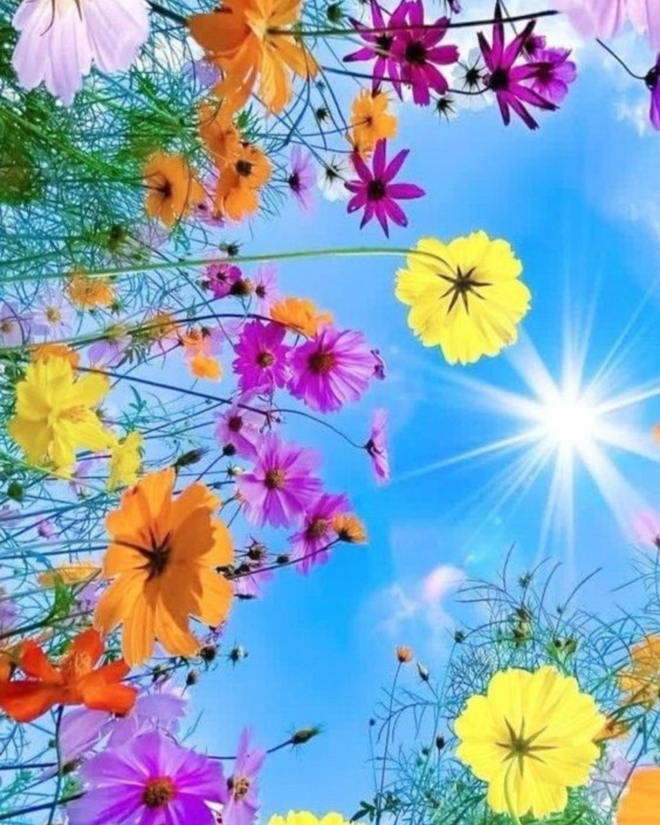 AnneScottlin's tweet photo. ❦Every new morning holds the seed of opportunity... to honor our time, forgive ourselves, love the less lovable, and in so doing find peace and purpose.  ~Anne Scottlin 
#goodmorning #morning #peace #purpose #book #liveforjoy https://t.co/c0FibfJWNC https://t.co/HFo0YlB0qE