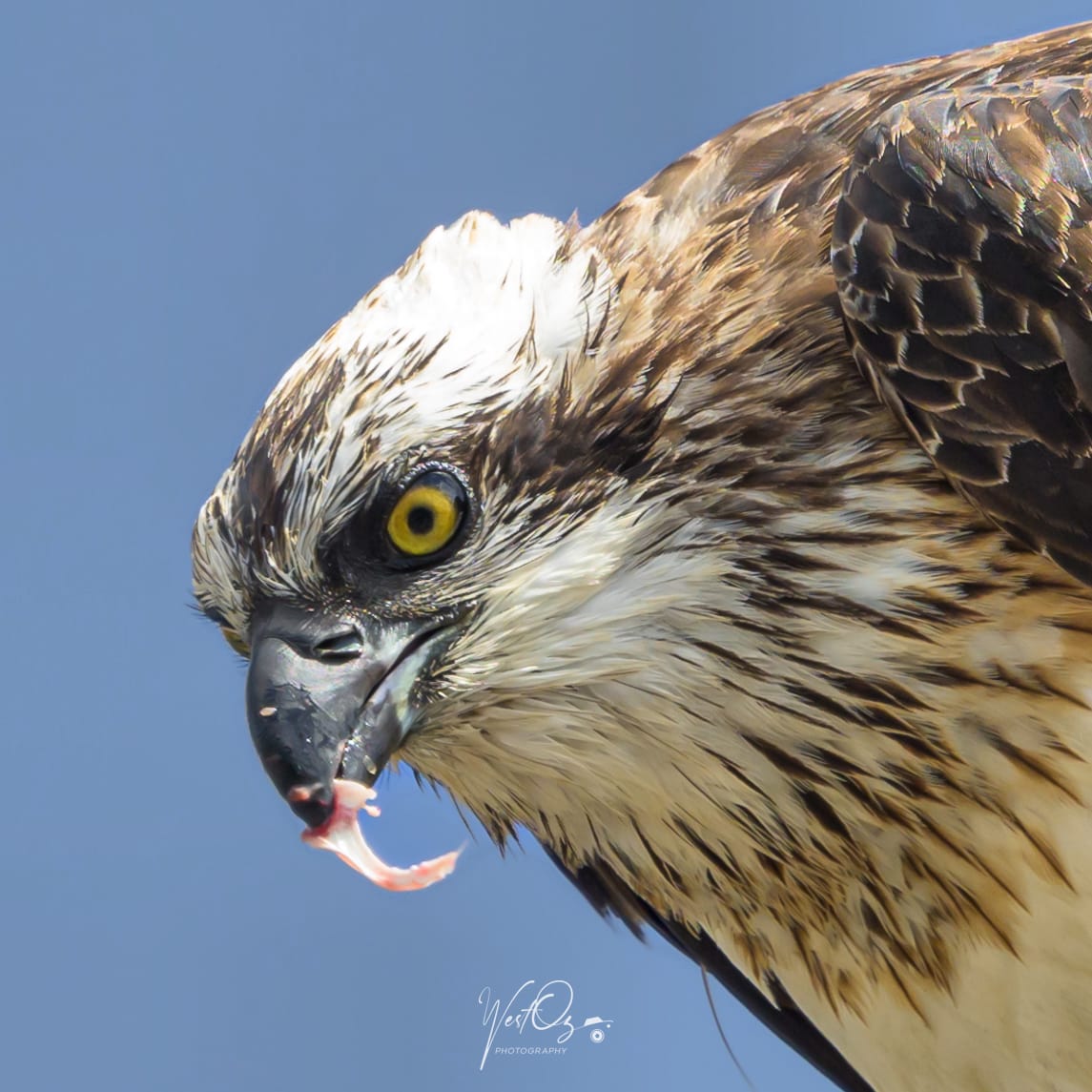 Don't you hate it when you get food stuck in your beak!! 

#bird #birds #birdsoftwitter #osprey #birdsofprey #raptor