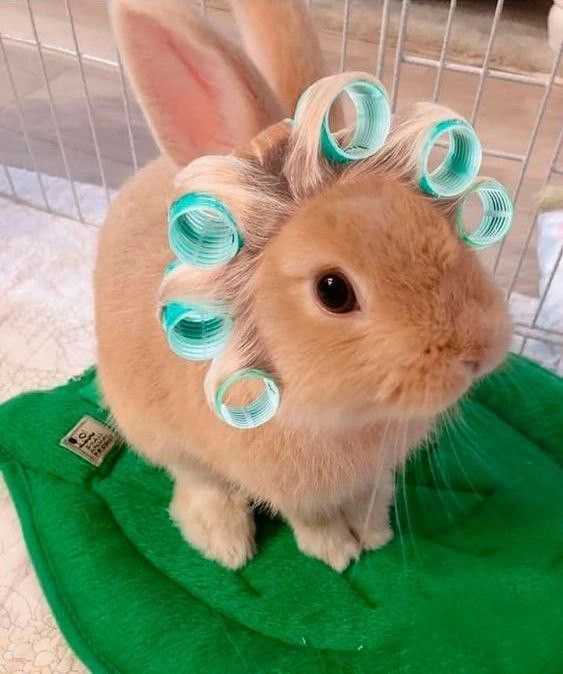 RabbitEveryHour's tweet photo. https://t.co/6jaPRTY6Ll
