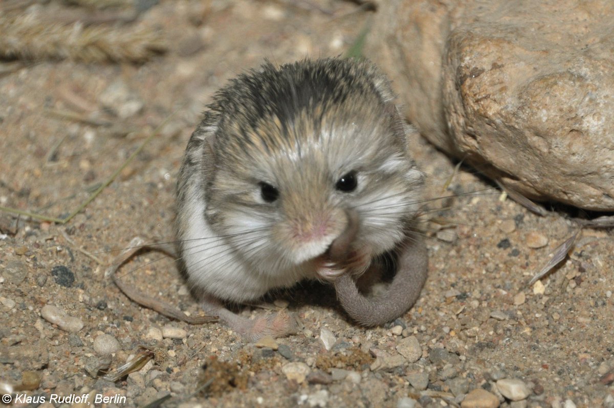 pmusource's tweet image. do this please @GlassAnimals