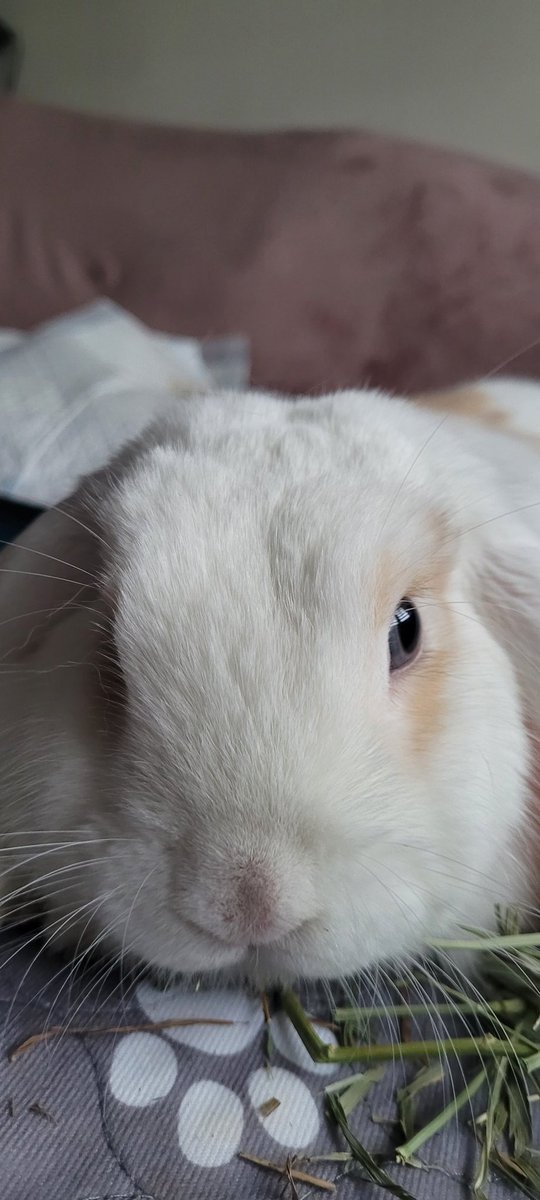 zoeLjohnston's tweet photo. This wee guy gets knocked out for a simple procedure today! Bunnies are very fragile and I'm hoping he comes home safe and well ππΌπ«π°
#sendhimlove #apollo https://t.co/oLSiDlBz7k
