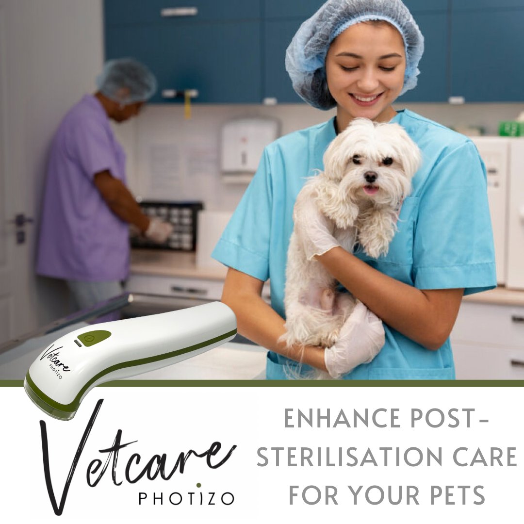 PhotizoLight's tweet photo. Enhance post-sterilisation care for your pets with red and infrared light therapy!! Photizo Vetcare will heal wounds faster, reduce pain, and boost overall well-being. Your furry friends deserve the best! 

Read more on https://t.co/eHiKoPLl4o

#PetHealing #LightTherapy #Photizo https://t.co/sTimDRsagN