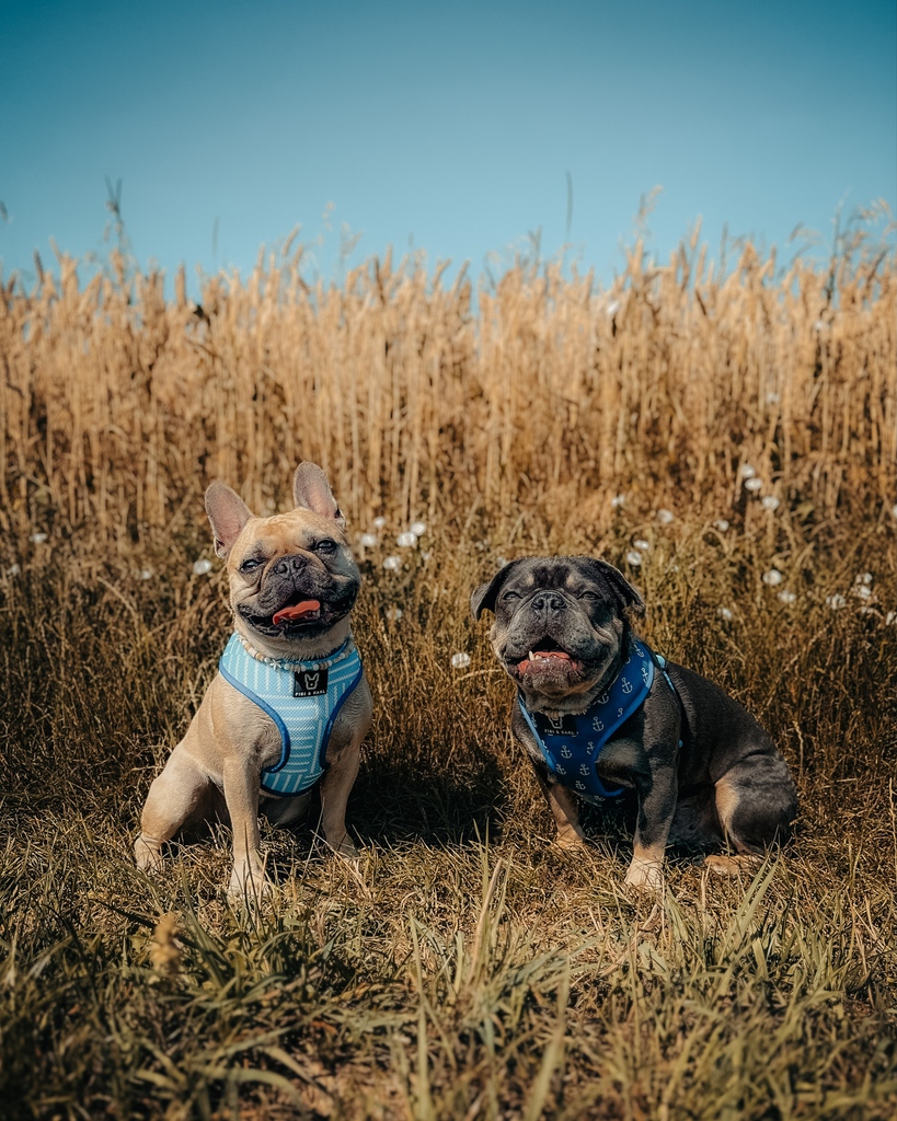fibi_karl's tweet photo. Happy Tongue Out Tuesday pawfriends 🐾☀️ Habt einen wundervollen Tag 💙
•
Mylo und Monty tragen hier beide das Classic Wendegeschirr in der Größe L #fibikarl #tongueouttuesday
•

https://t.co/kfW6jZycff https://t.co/UzWB3kuiLA