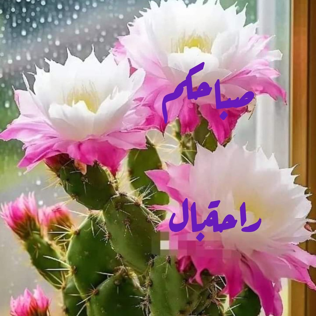 #سألتني ألأيام
ماذاتطلبين مني؟
اجبت
: راحةالبال،،
قلت  هي كلمة تشمل  كل ماأريده منك،،🌹🌹