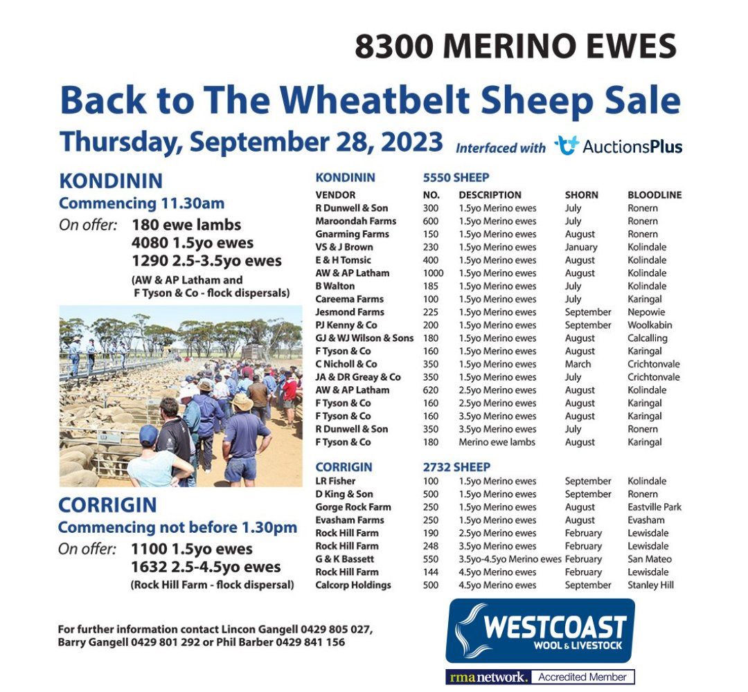 rmanetwork's tweet photo. @WestcoastRural Back to the Wheatbelt Sheep Sale
We understand the sheep job is difficult. Chris Howie will be att if any members want to place a base order, he can operate for you. With the price diff b/w WA &amp; the East plus freight, it still works in favour comp to Hay on Friday https://t.co/kg8MqtWy8D