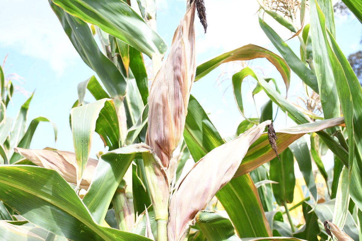 kenyaseedltd's tweet photo. 𝐖𝐄'𝐑𝐄 𝐀𝐓 𝐓𝐇𝐄 𝐅𝐀𝐈𝐑!
One moment at a time. Day 2 of the Nairobi International Trade Fair at ASK Jamhuri Showground provides you with the serenity amidst the bustling city.
Imagine kwa stand yetu unafunzwa mipango thabiti ya ukulima bora na jinsi ya kudumisha uchumi. https://t.co/p6bHm1TsYn