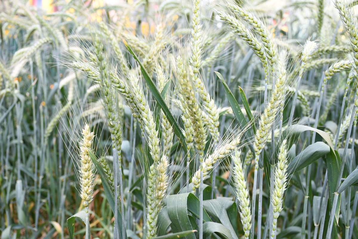 kenyaseedltd's tweet photo. 𝐖𝐄'𝐑𝐄 𝐀𝐓 𝐓𝐇𝐄 𝐅𝐀𝐈𝐑!
One moment at a time. Day 2 of the Nairobi International Trade Fair at ASK Jamhuri Showground provides you with the serenity amidst the bustling city.
Imagine kwa stand yetu unafunzwa mipango thabiti ya ukulima bora na jinsi ya kudumisha uchumi. https://t.co/p6bHm1TsYn