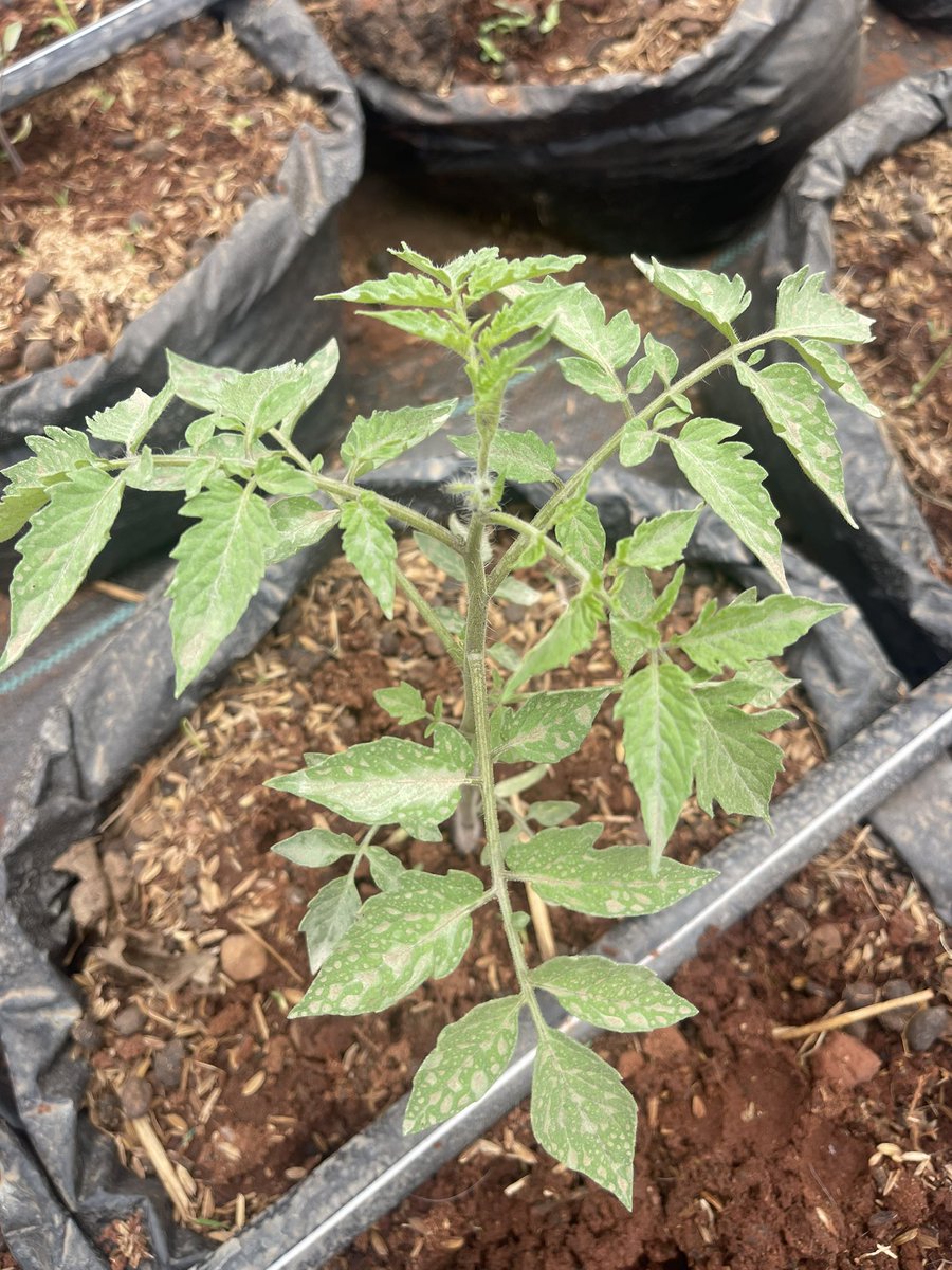NdegoFarm's tweet photo. Greenhouse farming of tomatoes 🍅 at @NdegoFarm in Rwanda 🇷🇼. Tomato seedlings in their grow bags showing very early signs of fruiting in the greenhouse. #RwOT #greenhousefarming #tomatoes #agribusiness #Rwanda https://t.co/nohnue1AI1