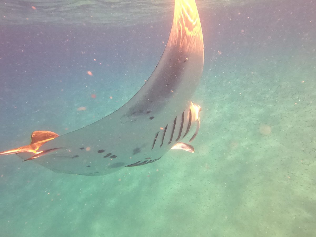 What a experience that was 🥰😍🤿