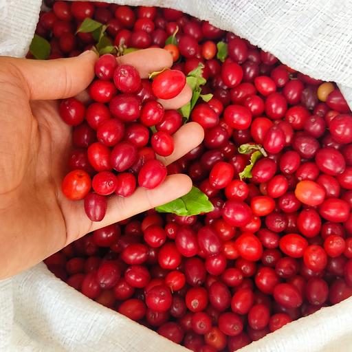 IranDailyWeb's tweet photo. The Sixth #CornelianCherryFestival (#ZoghalAkhteh) was held in #Kaleybar in the northwestern province of #EastAzarbaijan. https://t.co/S0ngY2cjeI #Iran #Iranian #nature #NaturePhotography #photography #irantourism https://t.co/2IbxcWn1z4