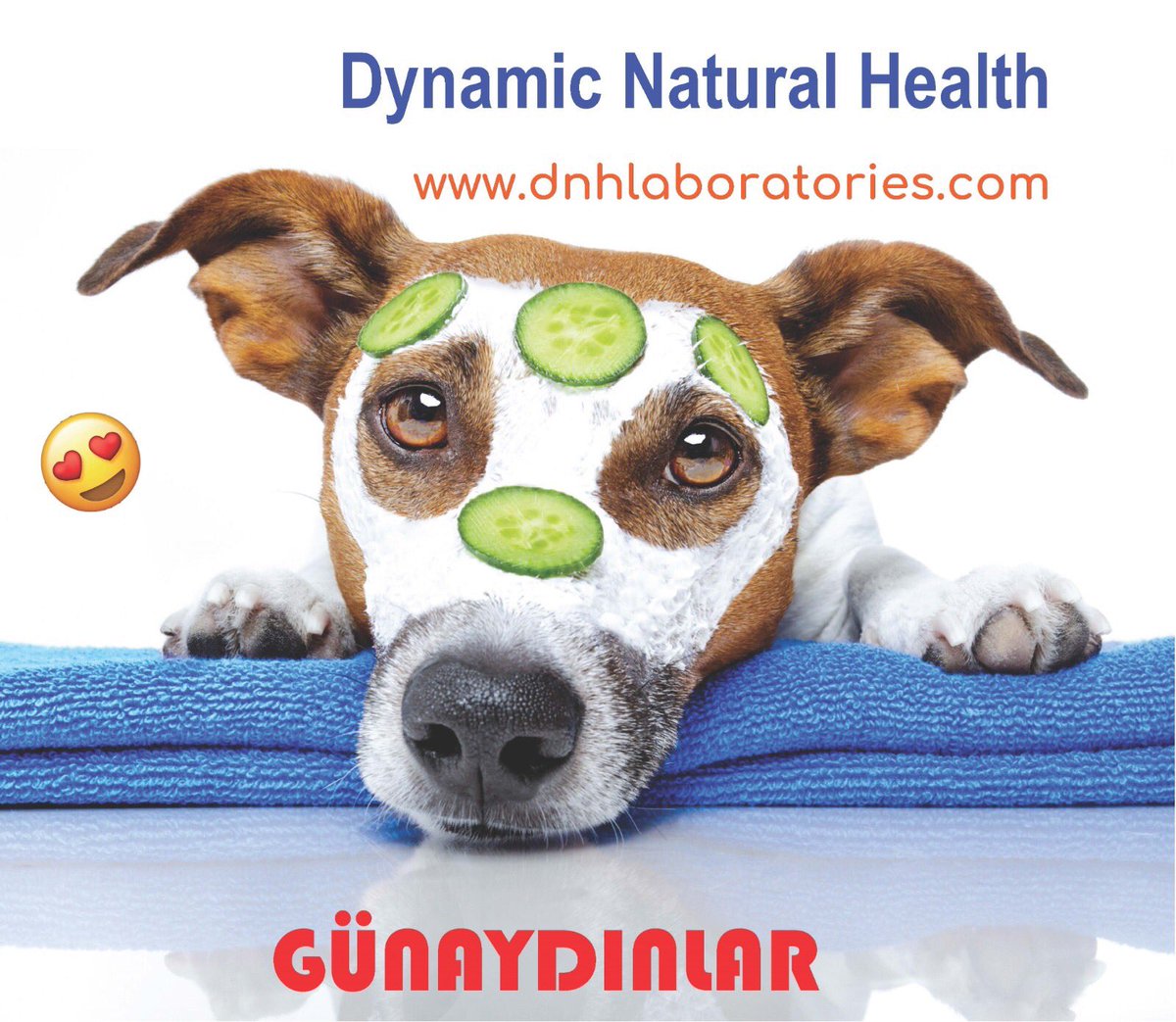 DnhSystem's tweet image. 