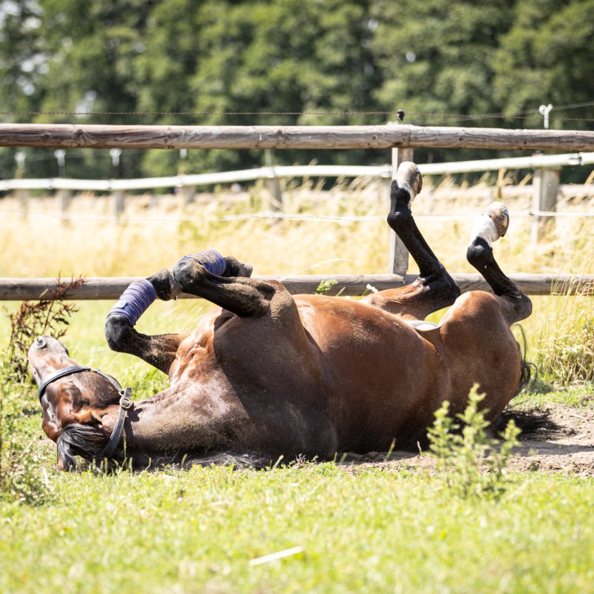 Echte Siegertypen! Ein Besuch bei Marcus Ehning & Stargold 💛 Für unser CHIO Aachen-Printmagazin haben wir das Traumpaar zuhause getroffen und ihre gemeinsame Rolex Grand Prix Geschichte Revue passieren lassen. 🐴 #chioaachen #rolex #rolexgrandslamofshowjumping