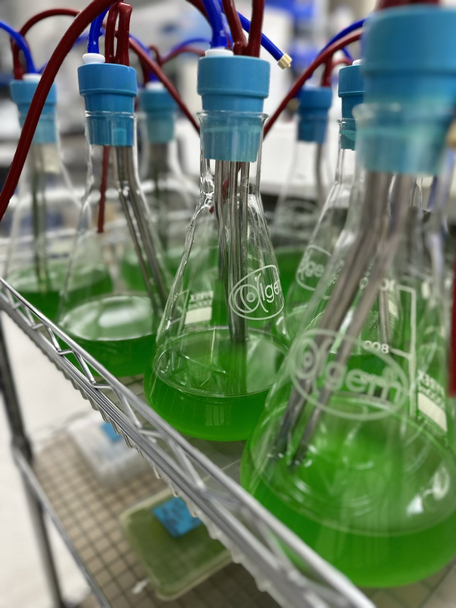 Such a nice green 🧪🥼

#Extremophilic C. merolae adapted to the Red Sea water ready to grow in algem bioreactors 💪

This is one of the steps for scale-up this #red #alga 

#microalgae