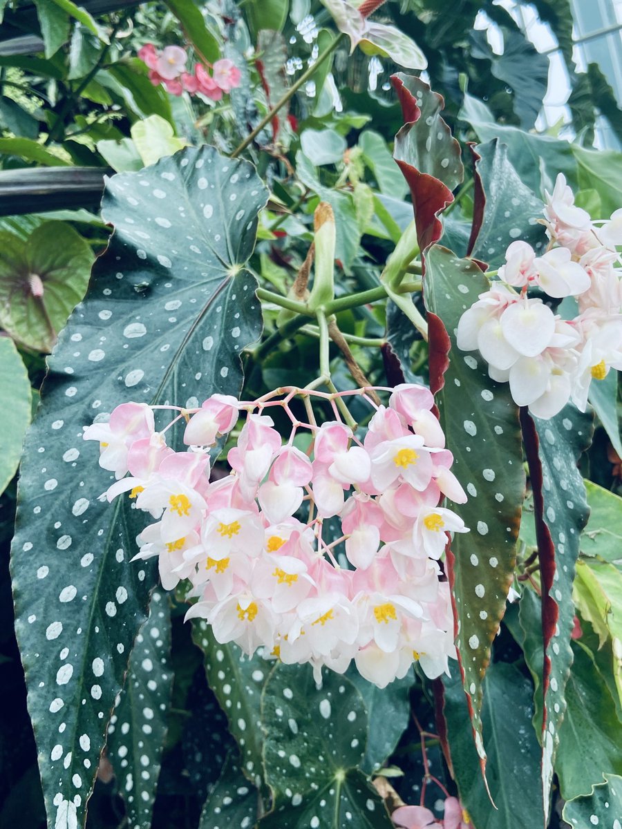 These dainty Polka dot Begonias are for you ⁦dear friend @DondiScumaci⁩ ⁦@gontanokoneroku⁩ ⁦@mathilebrandts⁩ ⁦@keeper_of_books⁩ #uniqueflowers #nature #beauty