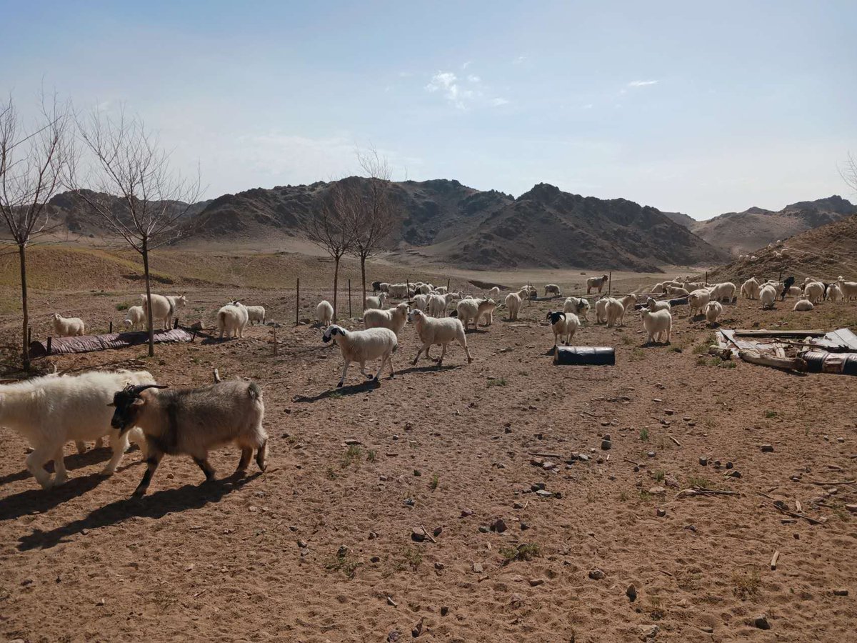 TGCStandard's tweet photo. Our colleagues Gudrun &amp; Emily journeyed through Inner Mongolia's vast grasslands to accompany audits on #GCS farms. Traveling 200km on bumpy roads they experienced the region's immense beauty. Grateful for the warm hospitality &amp; productive talks on animal welfare. #goodcashmere https://t.co/IkNPX9GWs3