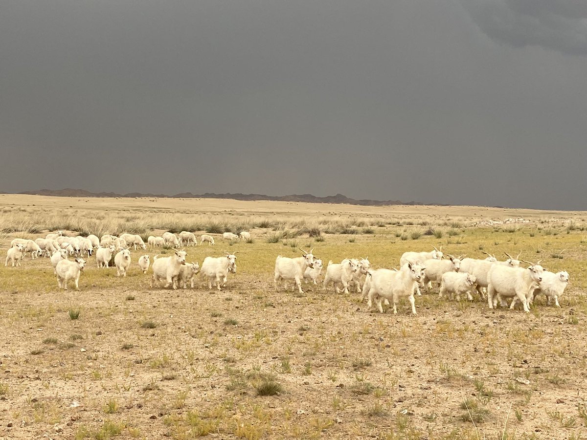 Our colleagues Gudrun &amp; Emily journeyed through Inner Mongolia's vast grasslands to accompany audits on #GCS farms. Traveling 200km on bumpy roads they experienced the region's immense beauty. Grateful for the warm hospitality &amp; productive talks on animal welfare. #goodcashmere