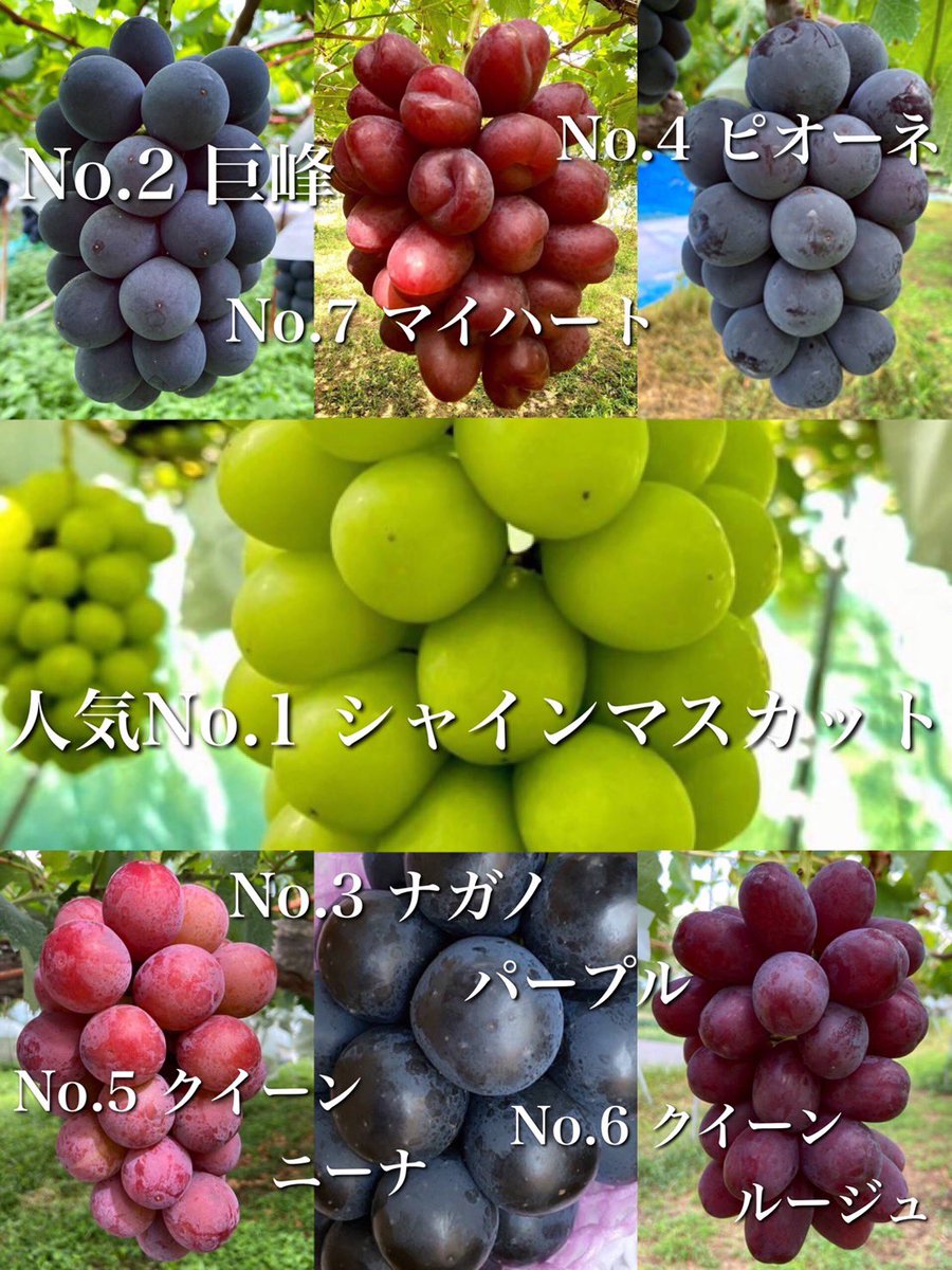 2100housekibako's tweet photo. ＢＤＵ（ぶどう）総選挙2023結果発表‼️
第261回プレゼントキャンペーン開催🎉

🍇応募方法🍇
フォロー＆
このツイートをリポストRT
〆切は２７日
水曜日２４時まで

みんなで選んだ大人気の７種類が入った

【ぶどうの宝石箱 〝神セブン〟１ｋｇ】

７７７７円相当を
抽選で限定７名様に
完全無料でプレゼント🎁✨

🍇ＢＤＵ総選挙２０２３結果発表🍇

１位　シャインマスカット

２位　巨峰

３位　ナガノパープル

４位　ピオーネ

５位　クイーンニーナ

６位　クイーンルージュ

７位　マイハート

みんなで選んだ大人気のぶどうの宝石箱
🎁✨✨

  旬のぶどう達の情報はインスタグラム➡ https://t.co/LpPhEQCazX

🍇ぶどうの宝石箱オンラインストア🍇

ベイス➡️ https://t.co/dDpp9mrTfE

メルカリ➡️ https://t.co/SAyAlZC88Y