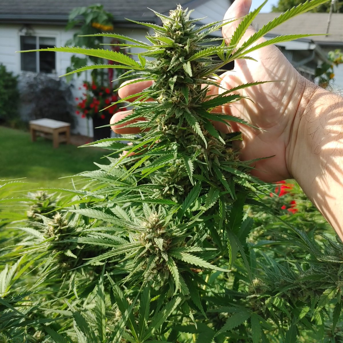 Couple more weeks and harvest