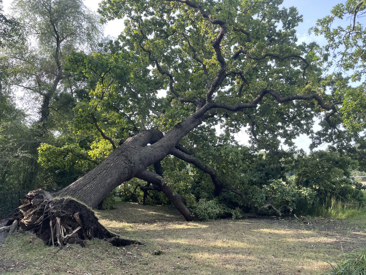 DulwichSociety's tweet photo. Beautiful old oak down overnight in Belair Park 😢 https://t.co/CvEcL5bL97