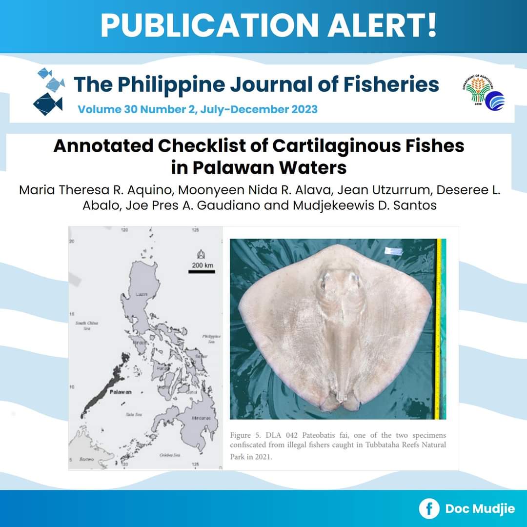 📣 #NewPaperAlert out now in @TPJF_NFRDI

We provide a comprehensive checklist of #sharks, rays, and chimaeras from Palawan waters using historical data from museums and publications, validated sightings from market surveys, and DNA barcoding. ✅️ 67 species confirmed! 🦈