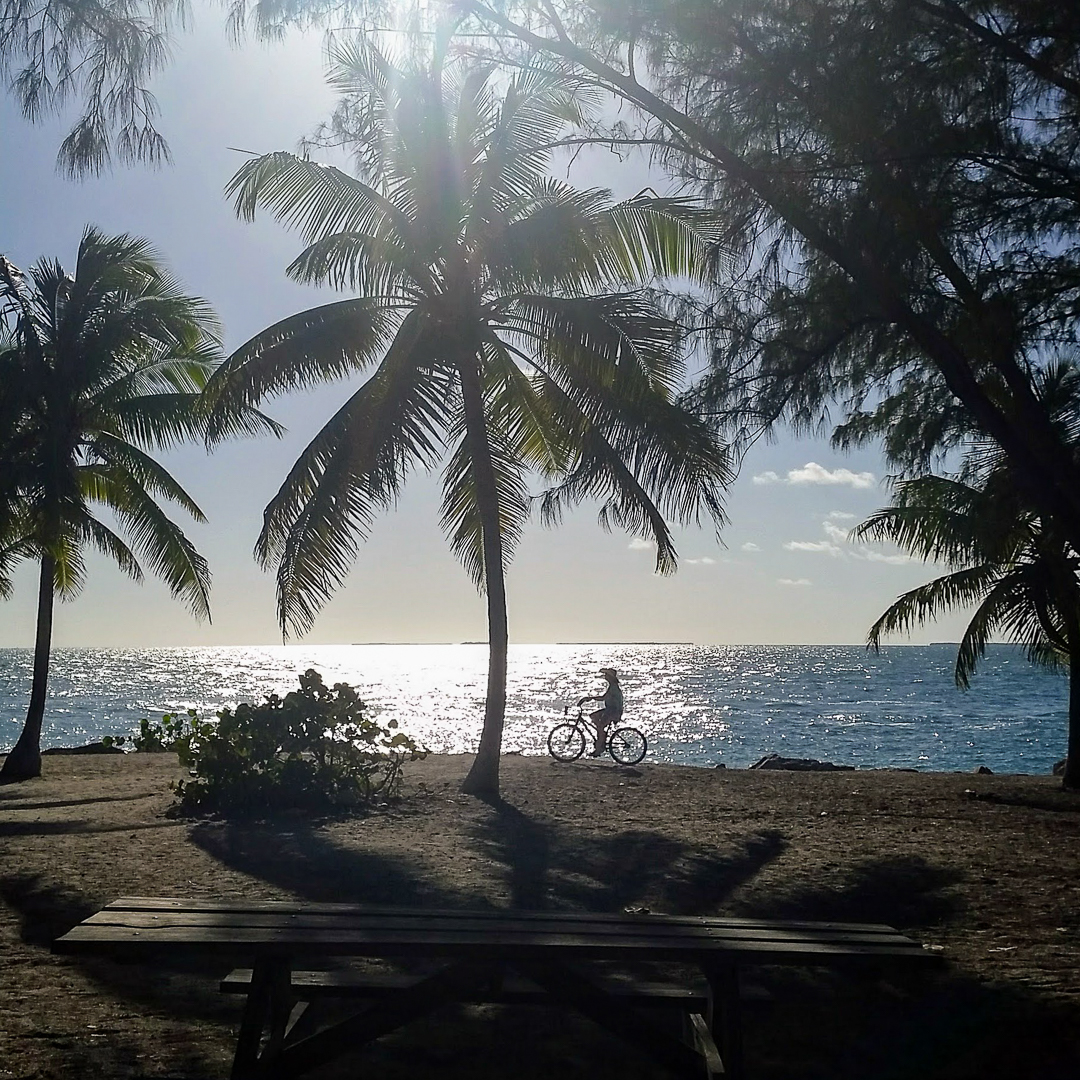 FLStateParks's tweet photo. #TrailTuesday 🚴♀️ Bike along the water at 📍 Fort Zachary Taylor Historic State Park to find a great picnic spot under a shady hammock of palm trees! 🌴🌴🌴
📷: Jeanette Hurlstone
#FLState Parks #LoveFL https://t.co/VnZ6F05oxI