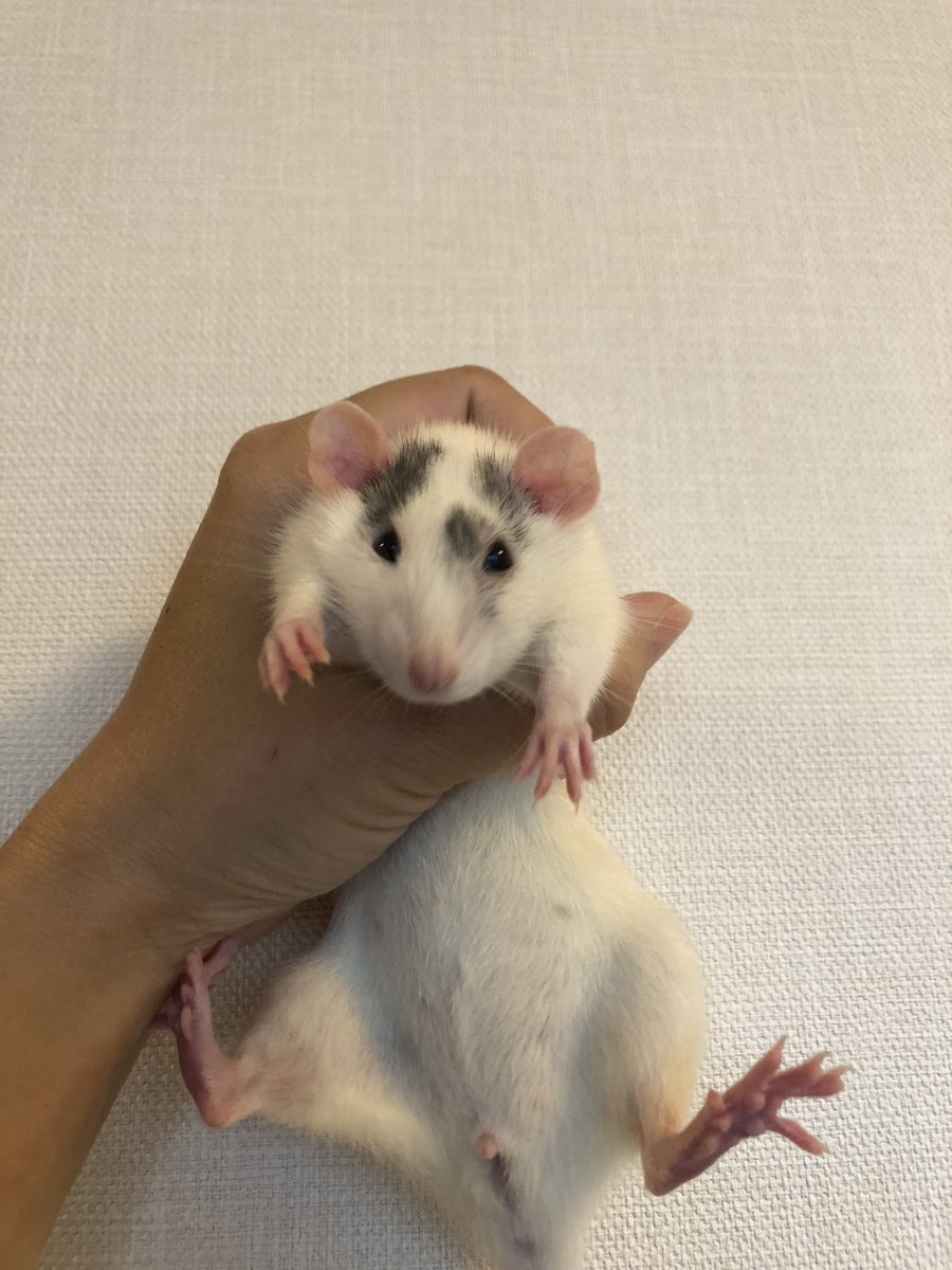 fnq90's tweet photo. もうすぐ1歳なるね🐭
#REPBUDDY https://t.co/Wgg0BHzigj