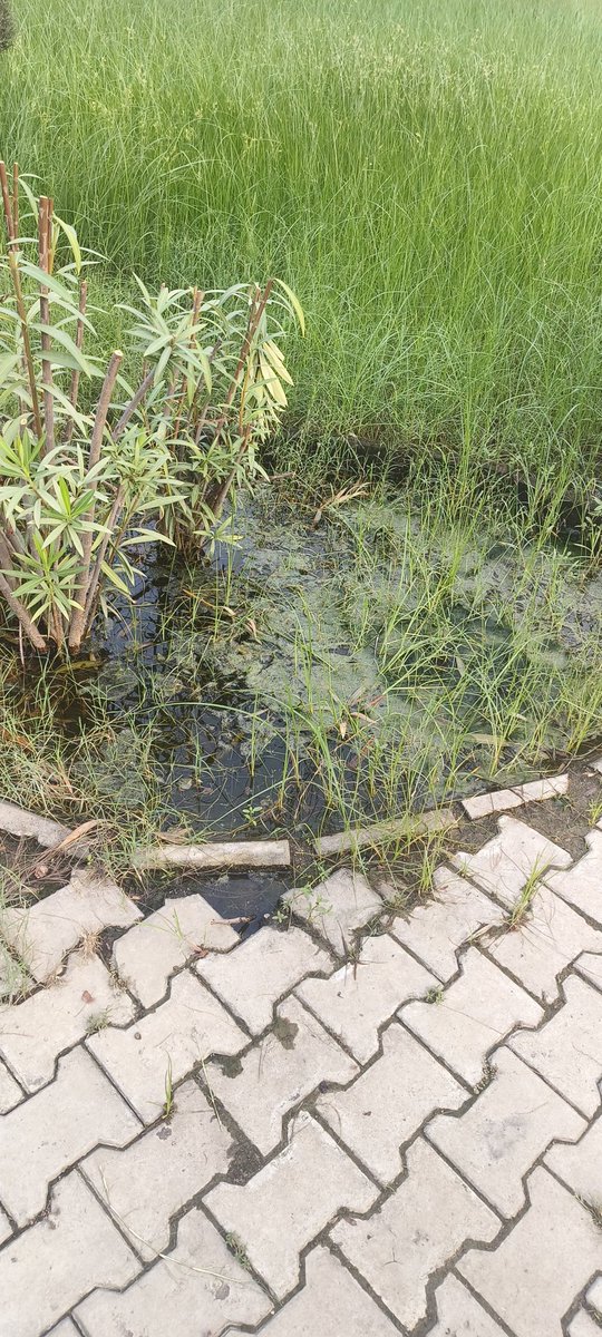 HemdeepPatel2's tweet photo. No maintenence for the garden in monsoon.
Please do something
Address. VMC garden, behind hariyaali hotel, Waghodia dabhoi ring road, Parivaar chaar rasta
@CommissionerVmc
@VMCVadodara
@W15VMC https://t.co/I2H04z9elv