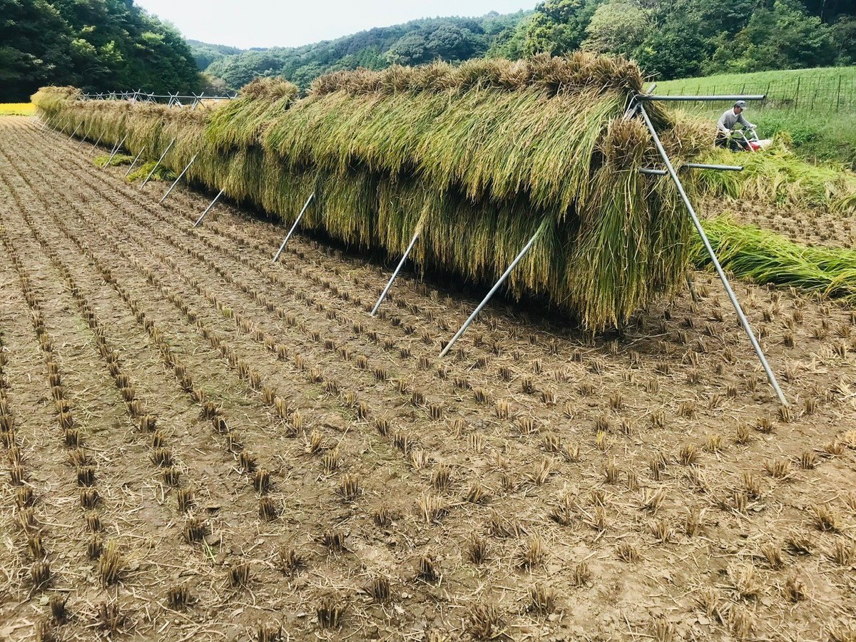 ヒカリ「【ご案内】 自宅の火災被害から立ち直るため、親戚と作っているお米の通販を行ってお」|蛍　伊織のイラスト