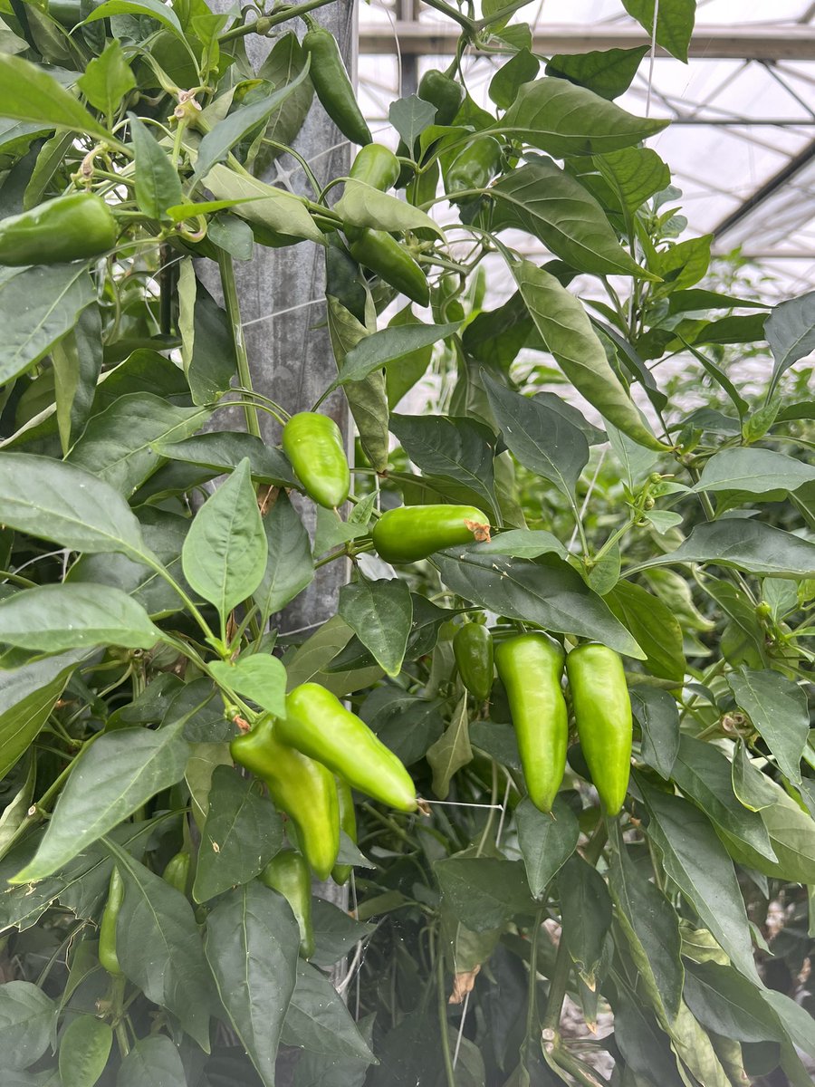 Great British Chillies 🌶️ 

Grown in Bedfordshire by Lea Valley Grower Salv, using renewable energy & recycled rainwater.

#Britishfoodfortnight #Sustainable #Food #Leavalley #Backbritishfarming #Netzero #RenewableEnergy #Chilies #CEA #Glasshouse 👇