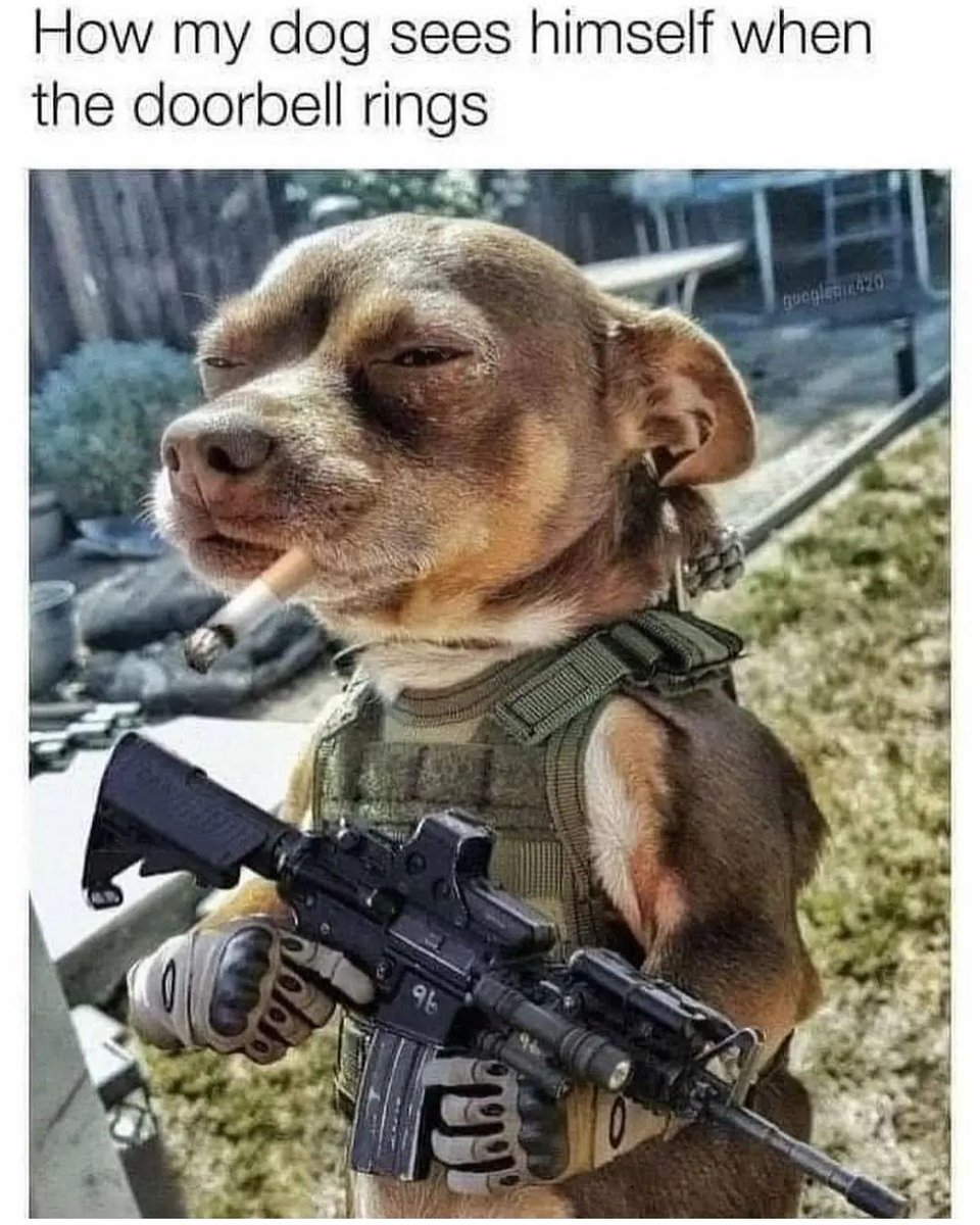 #doglover #funny #funnydog #Dogloversusa