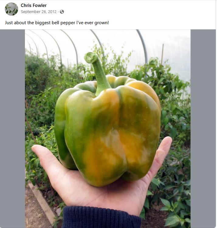 This is the new world record heavy bell pepper which came from my seed line of my 632g yellow bell I shared which my friend sells.  My seeds got both the French and World records, feel very proud 🫑🏴󠁧󠁢󠁷󠁬󠁳󠁿🇫🇷🫑
