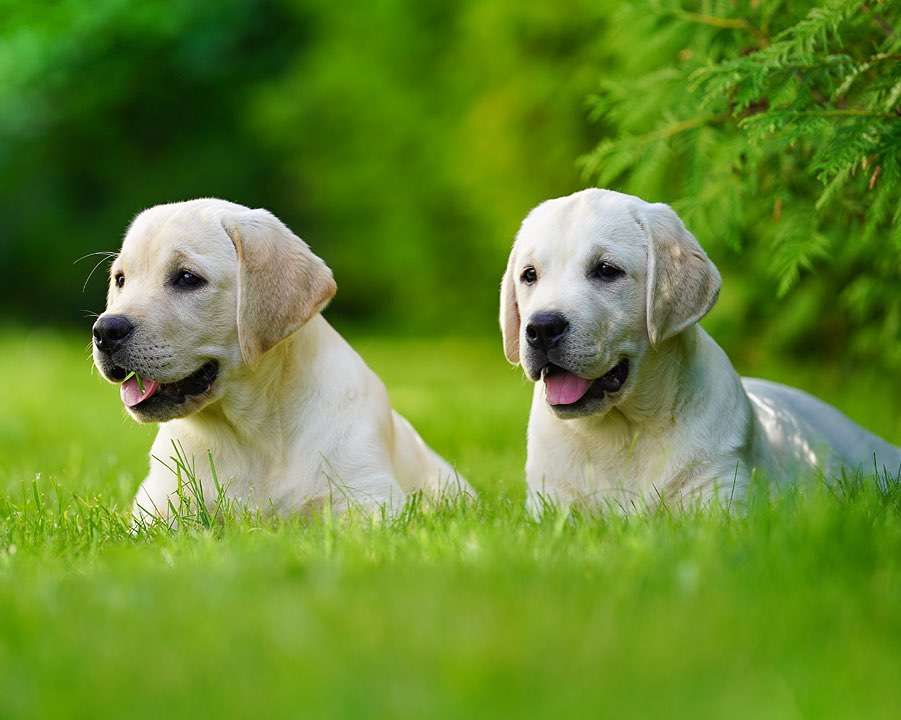 Labrador_lover4's tweet photo. #labradorsofinstagram #labradornegro #labrador_pictures #labradorretrieverchocolate #labradorretrieverdog #labradorretrieverbsb #labradorretrieverceará #labradorbrasil #labrador__retriever #labradorretrieverlove #labrador_retriever https://t.co/MqyPmyHfo2
