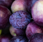Purple plump shrinks to shrivelled grey
life sucked dry in plain sight
ageing in fast forward
mould mourning

Rot raises its hand
and gallantly takes over the task of transforming
from beauty to beauty
damson death

#Autumn