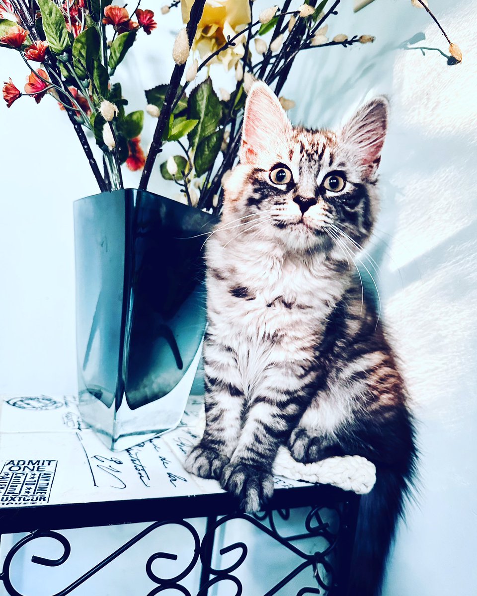 May I formally present Mr. Calcifer Kenough Valente, aged 11 weeks.

His interests are: me, being on top of me at all times, riding on my shoulder, sleeping across my neck like a shawl, apparating himself INSIDE a wall (still can’t figure out how) fighting objects &amp; snuggling.