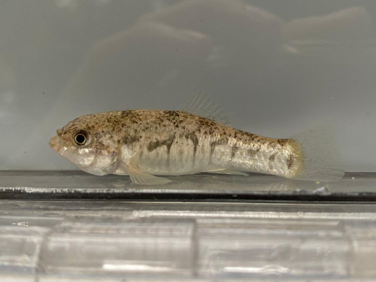 SanAntonioZoo's tweet photo. San Antonio Zoo's aquarium team has achieved an extraordinary milestone by becoming the first in the world to successfully reproduce the Conchos Pupfish (Cyprinodon eximus) in human care. This groundbreaking achievement marks a significant step forward in the conservation of this threatened species. 
 
The Conchos Pupfish, listed by the state of Texas, Mexico, and the American Fisheries Society, faces numerous challenges, such as habitat destruction, drought, and increased water usage. The limited distribution of these pupfish further exacerbates the urgency to protect and ensure their survival. 
 
In an exceptional collaboration with biologists from the Inland Fisheries Department at Texas Parks and Wildlife, San Antonio Zoo's aquarium team selected 100 Conchos Pupfish from the Devils River in West Texas. With the goal of reintroducing offspring into improved habitats in the Devils River and Rio Grande tributaries, the team's tireless efforts have resulted in successfully breeding and propagating these rare fish species. 
 
This significant achievement has garnered recognition from the Zoological Association of America (ZAA), which honored San Antonio Zoo's aquarium team with the prestigious 2020 Ex Situ Conservation award. The award symbolizes their exceptional contributions to animal species' welfare, propagation, and caretivity, serving as a vital safeguard against extinction. 
 
"We are immensely proud of our aquarium team's successful breeding and conservation efforts," said Tim Morrow, President & CEO of San Antonio Zoo. "Our mission is centered around preserving wildlife and wild places, and this historic accomplishment with the Conchos Pupfish exemplifies our commitment to their survival, no matter the size." 
 
By leading the way in Conchos Pupfish conservation, San Antonio Zoo's aquarium team sets a remarkable example for other institutions and organizations to follow. The successful reproduction of the Conchos Pupfish in caretivity highlights the importance of collaboration, expertise, and innovative conservation techniques in safeguarding our planet's biodiversity.