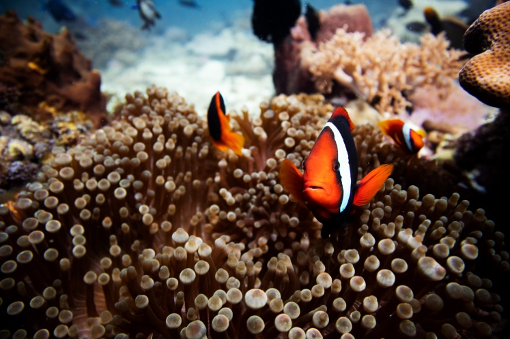 urgewald's tweet photo. The Verde Island Passage is home to 1,736 fish species. Scientists describe it as the Center of the Center of Marine #Biodiversity or the Amazon of the Oceans. Scuba divers love it here, VIP is one of the most famous diving spots in the world! @protectVIP_ph #VIPawarenessweek2023 https://t.co/XOli9bPS5T