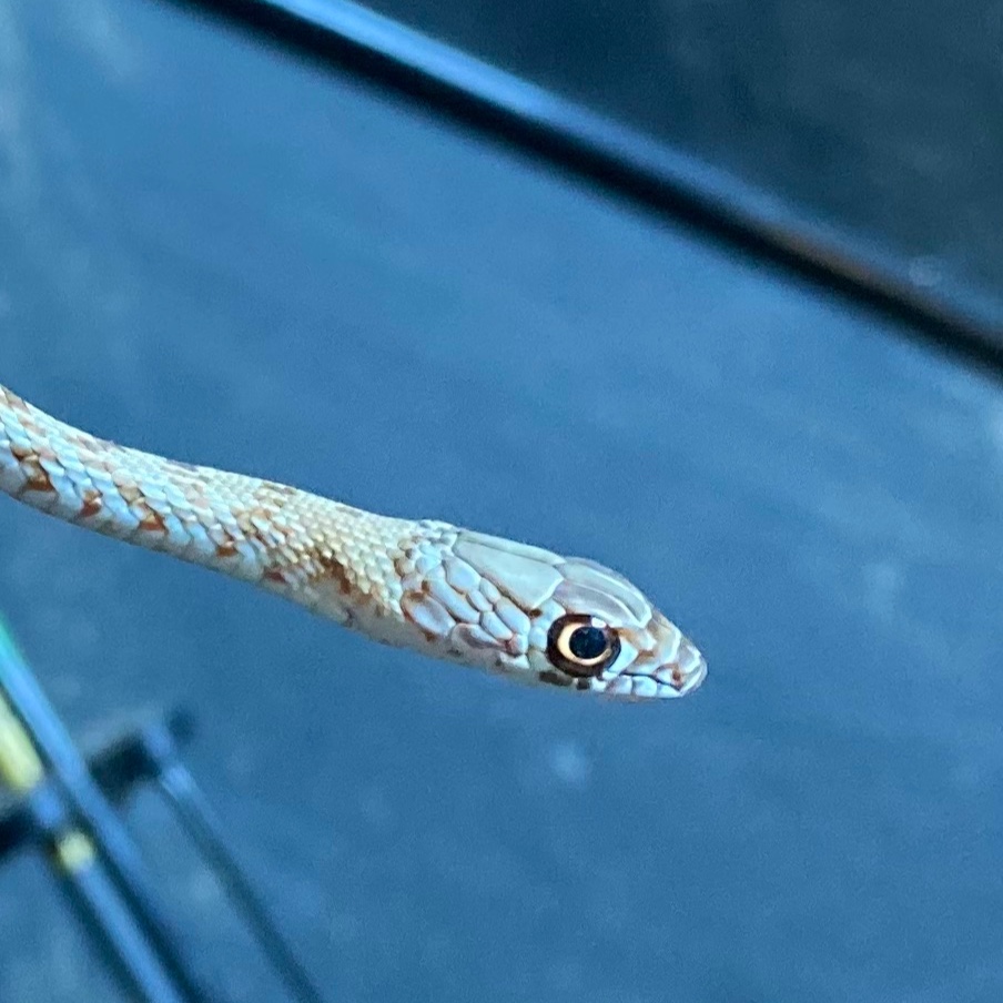 FredEichler's tweet photo. While hunting, Bre caught a coachwhip in her blind.

@MuddyOutdoors 

#everythingeichler #fulldrawoutfitters #fredeichler #itsinmynature #itsalifestyle #outdoors #outside #whatgetsyououtside #fueledbynature #adventure #gomuddy #huntinggear #coachwhip #snake #huntingadventures https://t.co/1E1iPAGLOA