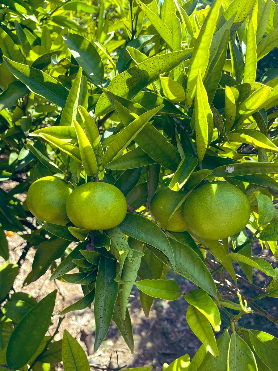 Les mandarines poc a poc agafant color. Esperem obrir la venda on line a finals d’octubre