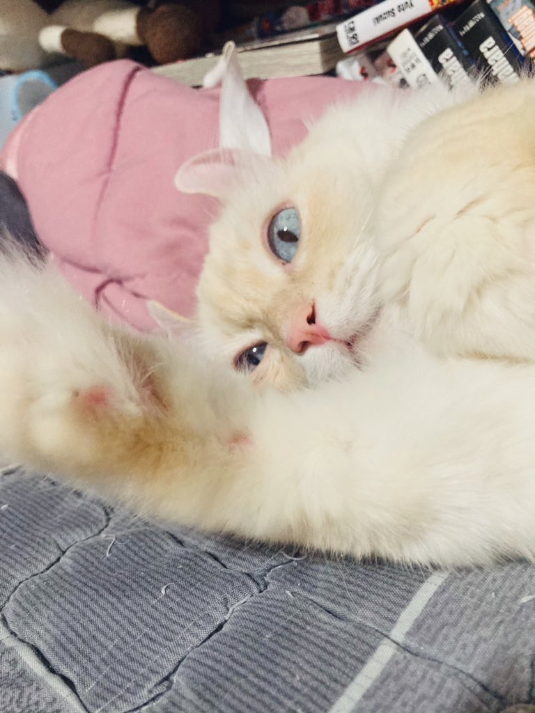 주먹솜