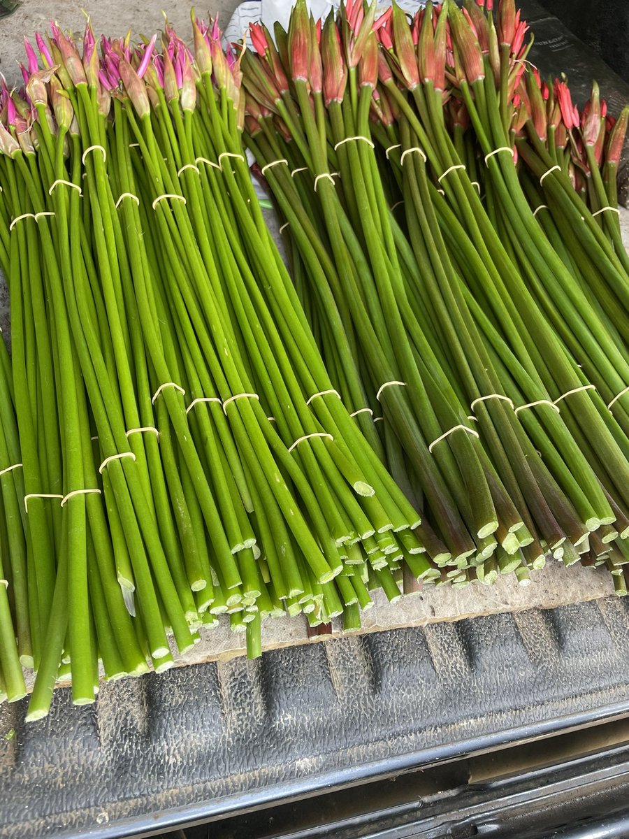 Cornish Nerines  now in season #nerines #britishflowers #flowersbyclowance #cornwall