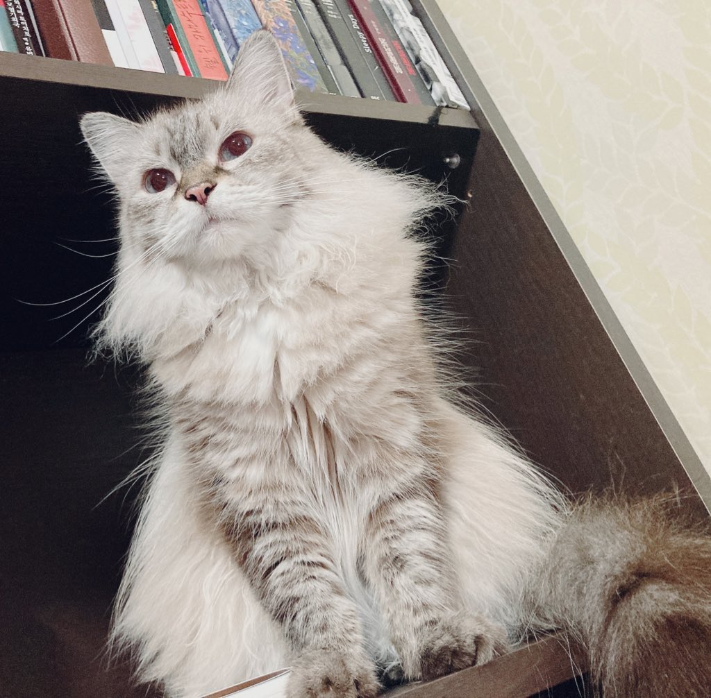 의젓한 털목도리