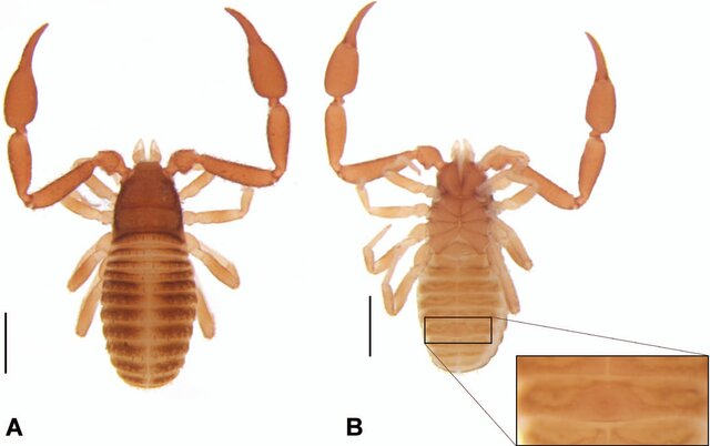 #ICN Hacemos un reconocimineto a la futura doctora Catalina Romero, orientada por el profesor Carlos Sarmiento, quien exitosamente sustentó su trabajo doctoral recibiendo además, mención meritoria. Catalina es ahora una de las especialistas de Pseudoescorpiones para Colombia. 🦂
