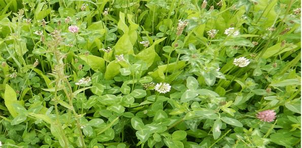 New research from the Teagasc Environment Research Centre, Johnstown Castle shows that higher plant diversity of intensively managed multi-species swards enhances belowground soil biodiversity and health. Read more here bit.ly/3Rwbqgr
