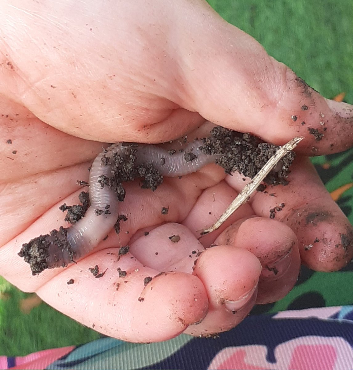 EastropInfant's tweet photo. Watch him wriggle, see him squirm, hip hip hooray it's Superworm! #ThinkBig
#juliadonaldson #axelscheffler https://t.co/JpM1iRpieV