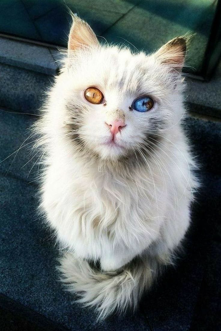 cats with powerful impression 🐾 tweet media