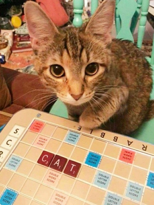DontShowYourCat's tweet photo. scrabble champion https://t.co/G84FRaCoL4