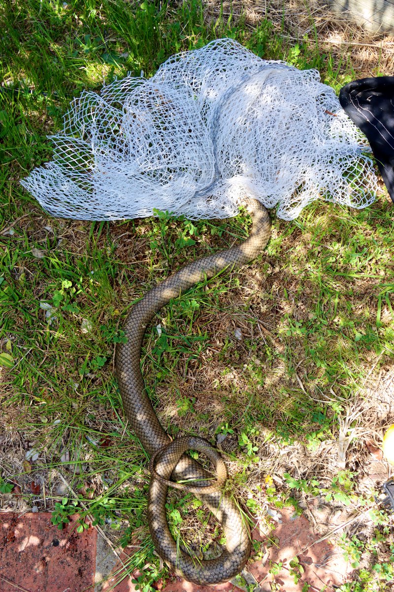gavin_jd_smith's tweet photo. Two in as many days. 🥺 

#WildOz #animalrescue #brownsnake #Canberra #deathnetting https://t.co/Rp5QuC4Zck