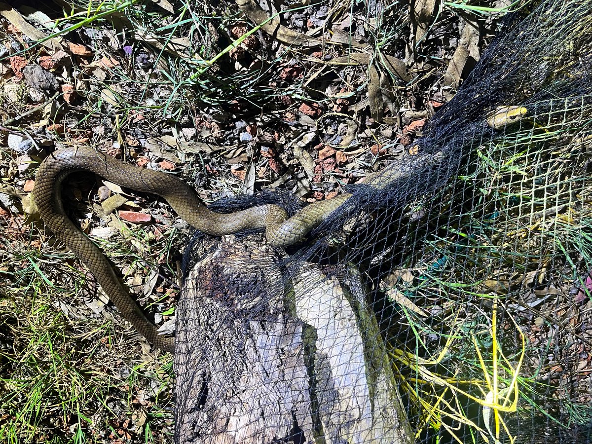 gavin_jd_smith's tweet photo. Two in as many days. 🥺 

#WildOz #animalrescue #brownsnake #Canberra #deathnetting https://t.co/Rp5QuC4Zck