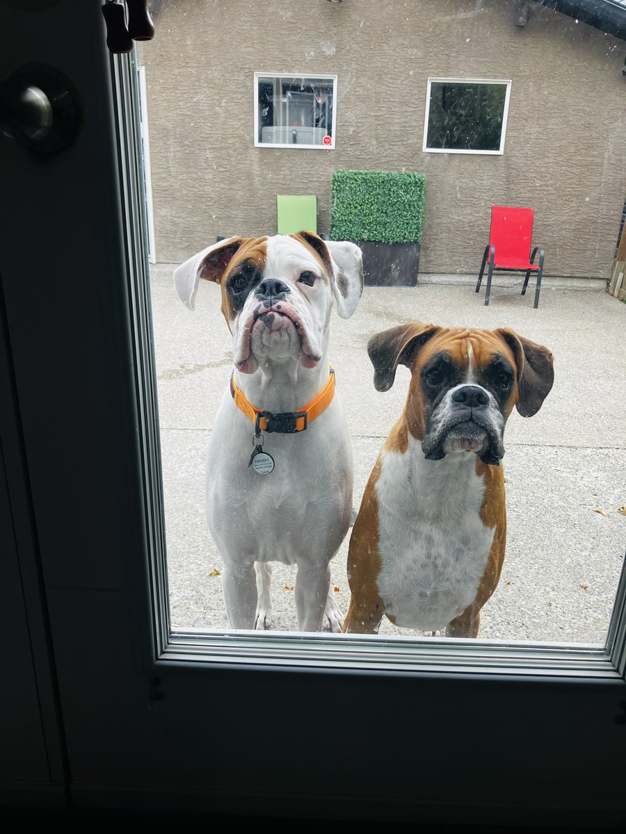Hurry up and let us in so we can immediately ask to go out again. #dogsoftwitter